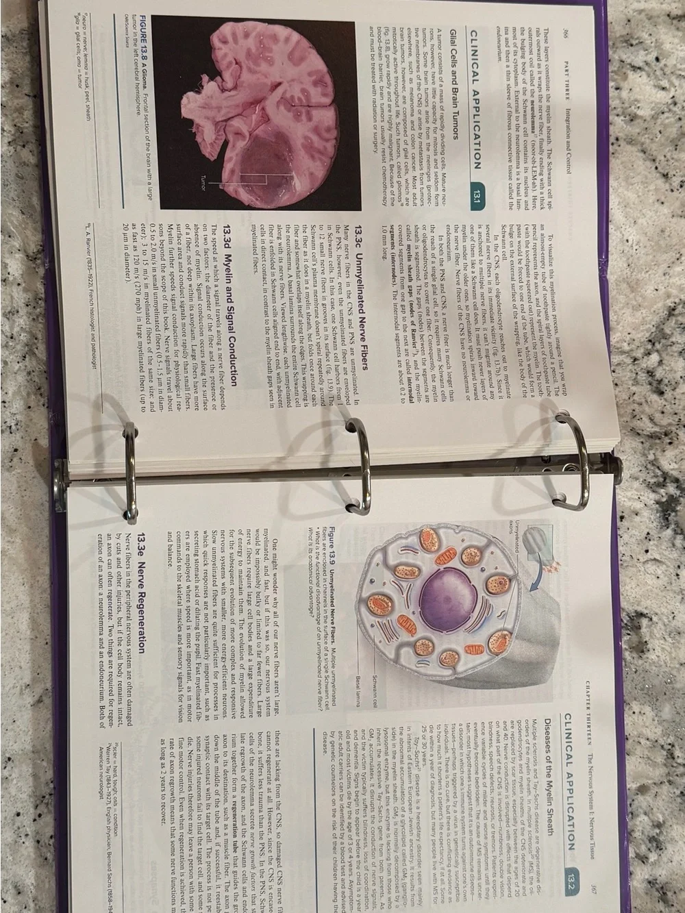 Loose Leaf for Saladin Human Anatomy: 2024 Release